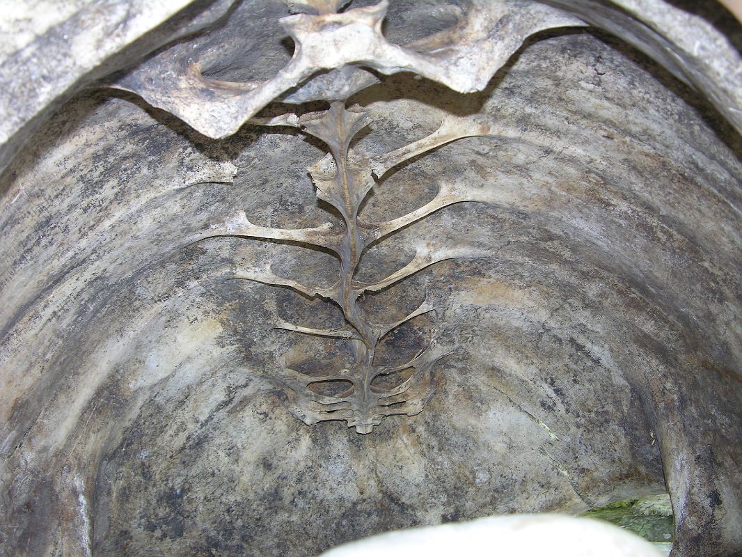 Galapagos 5-2-02 Santa Cruz Highlands Tortoise Reserve Inside a Tortoise Shell